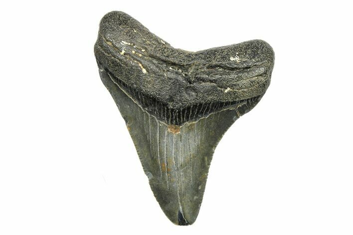 Serrated, Juvenile Megalodon Tooth - North Carolina #294444